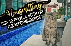 a cat sitting on the edge of a swimming pool next to a sign that says house sitting how to travel and never pay for accommodations