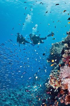 two people swimming over a coral reef in the ocean