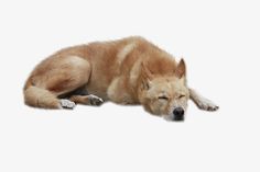 a brown dog laying on top of a white floor