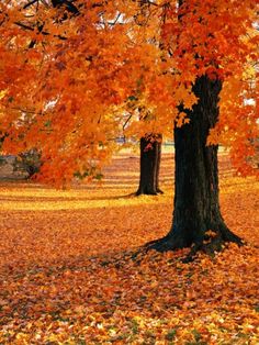 an orange tree with yellow leaves on the ground