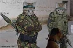 Cats With Guns Army Cats, Cat Profile, Silly Cats Pictures, Silly Animals, Funny Cat Pictures, Funny Cute Cats, Silly Cats, Really Funny Pictures, Cat Pics