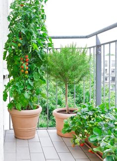 two potted plants are on the balcony next to each other and one is green