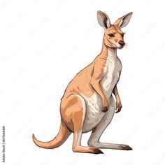 a drawing of a kangaroo sitting on its hind legs