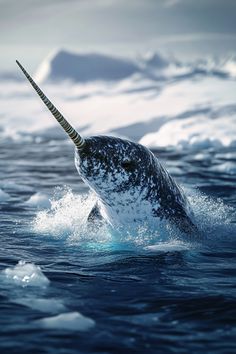 a humpback whale jumping out of the water with its mouth open and it's tail sticking out