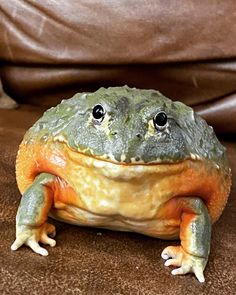 a green and orange frog sitting on top of a couch