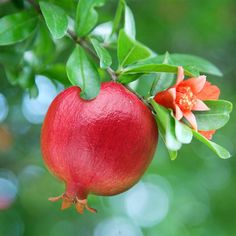 a pomegranate hanging from a tree with leaves and flowers