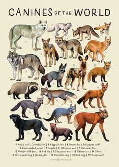 an illustrated poster with different types of animals in it's body and description on the front