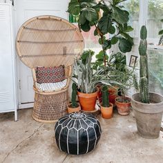 some plants are sitting on the floor next to a wicker chair and other potted plants