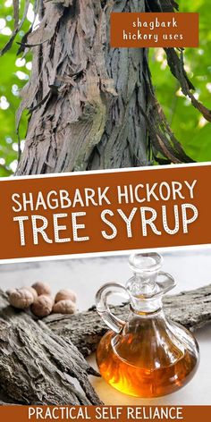 a bottle of tree syrup sitting on top of a wooden table next to a tree