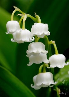 some white flowers with green leaves in the background