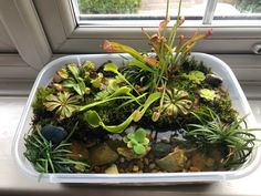 a plastic container filled with plants and rocks