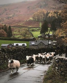 a herd of sheep walking down a wet road