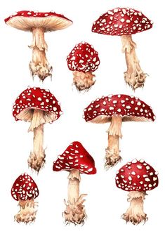 a group of red mushrooms with white spots on the tops and bottom, all in different positions