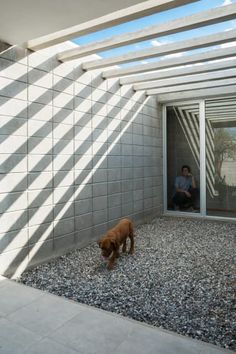 a dog is standing in front of a building with its head inside the glass door