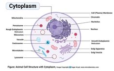 an animal cell structure with all the major parts labeled in it's diagram below