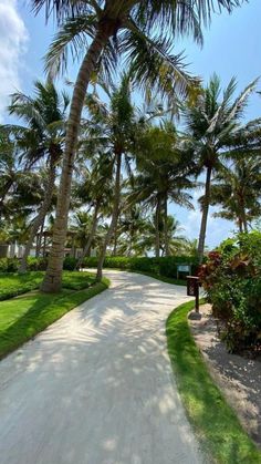 palm trees line the path to the beach