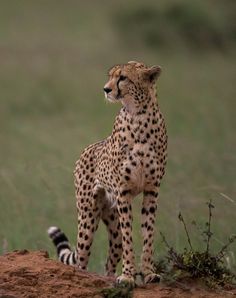 a cheetah standing on top of a dirt hill next to a grass covered field