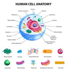 Cell, human cells Human Cell Diagram, Human Cell Structure, Animal Cell Anatomy, Animal Cell Drawing, Cell Anatomy, Human Cell, Nuclear Membrane, Cell Diagram, Prokaryotic Cell