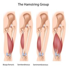 the hamstring group is shown in three different positions, with muscles highlighted and labeled