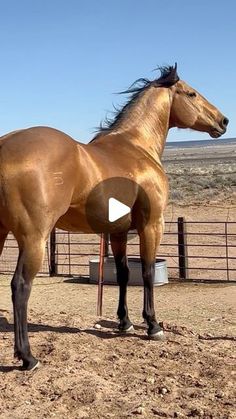 a brown horse standing on top of a dirt field next to a metal fence and an open area