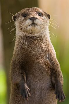 an otter standing on its hind legs in front of a tree and looking at the camera