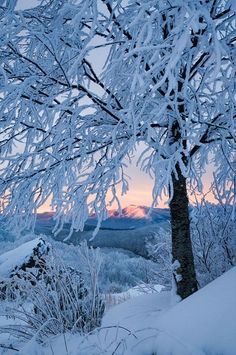 snow covered trees and bushes in the foreground with mountains in the background at sunset