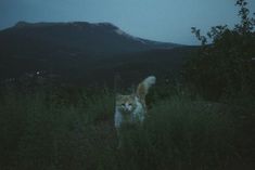 an orange and white cat standing on top of a lush green field next to a mountain