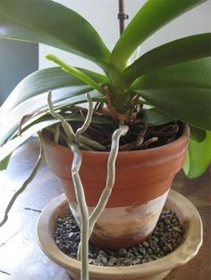 a potted plant sitting on top of a wooden table