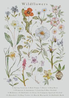 an illustration of wildflowers and other flowers