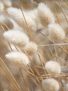 some very pretty white flowers in the grass