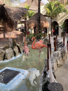 two flamingos are standing in the water near some palm trees and thatched huts