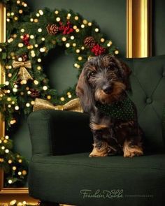 a small dog sitting on top of a green chair next to a wreath and christmas decorations