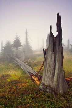 an old tree stump in the middle of a foggy field with grass and trees