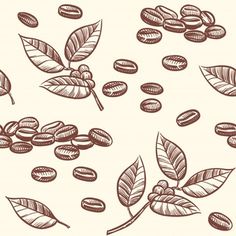 coffee beans and leaves are depicted in this hand - drawn illustration, which is part of a series of drawings