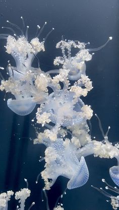 jellyfish are swimming in the water together