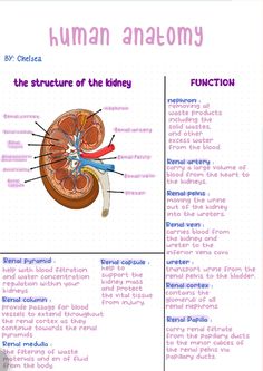 the structure of the kidney and its functions