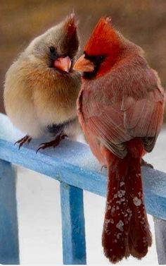 two small birds sitting on top of a blue fence next to each other and touching beaks