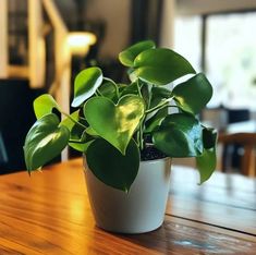 a potted plant sitting on top of a wooden table