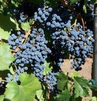 the grapes are ready to be picked in the vineyard