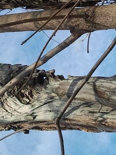 a bird perched on top of a tree branch