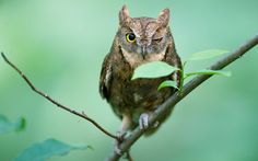 an owl sitting on top of a tree branch with green leaves in front of it