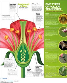 the anatomy of a flower with pictures and text on it, including information about its parts