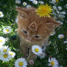 an orange kitten is surrounded by white daisies