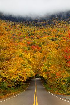 an instagram photo taken on the road with autumn trees and fog in the background