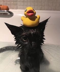 a black cat sitting in a bathtub with a rubber duck on its head