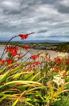 red and white flowers in the foreground with green grass on the other side under a cloudy sky