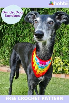 a black dog wearing a multicolored crochet bandana standing in the grass