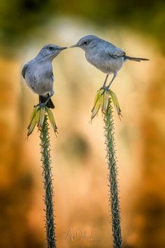 two small birds sitting on top of plants