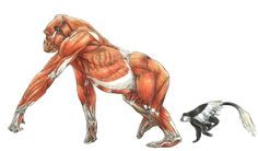 an image of a man and a dog that are in the same position, with muscles highlighted