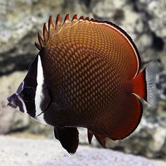 an orange and white fish swimming in the water